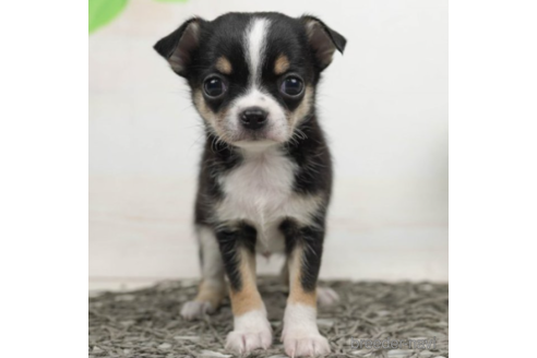 成約済の千葉県のチワワ(ロングコート)-225162の1枚目